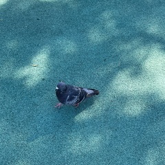 Columba livia domestica