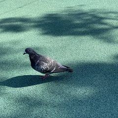 Columba livia domestica