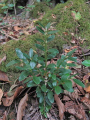 Buxus colchica