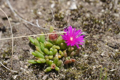 Delosperma obtusum