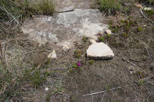 Image of Delosperma obtusum by (c) Matthew Fainman, some rights reserved (CC BY)