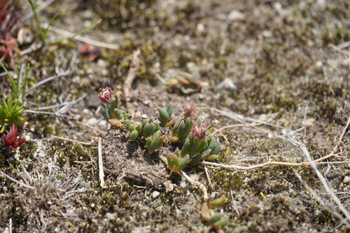 Image of Delosperma obtusum by (c) Matthew Fainman, some rights reserved (CC BY)