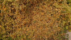 Cuscuta