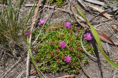 Image of Delosperma obtusum by (c) Matthew Fainman, some rights reserved (CC BY)