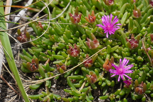 Image of Delosperma obtusum by (c) Matthew Fainman, some rights reserved (CC BY)