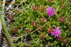 Delosperma obtusum