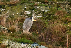 Ardea cinerea