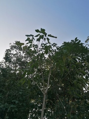 Roseodendron donnell-smithii