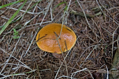 Suillus grevillei — (c) Petr Harant, some rights reserved (CC BY)