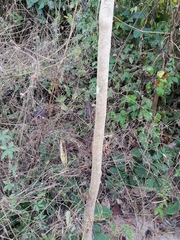 Roseodendron donnell-smithii