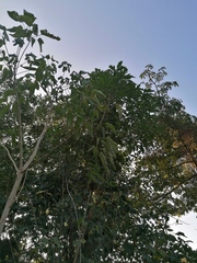 Roseodendron donnell-smithii