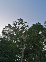 Roseodendron donnell-smithii