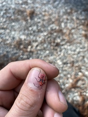 Dysdercus suturellus