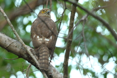 Accipiter francesiae