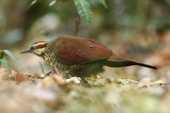 Mesitornis variegatus