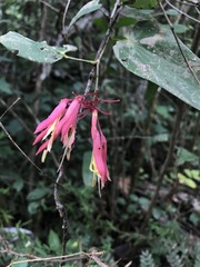 Bauhinia jenningsii