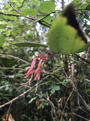 Bauhinia jenningsii
