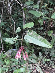 Bauhinia jenningsii