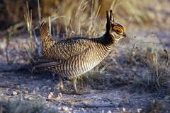 Tympanuchus pallidicinctus