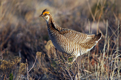 Tympanuchus pallidicinctus