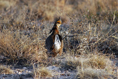 Tympanuchus pallidicinctus