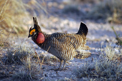 Tympanuchus pallidicinctus