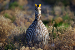 Tympanuchus pallidicinctus