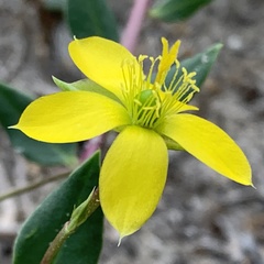Talinum arnotii
