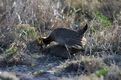 Tympanuchus pallidicinctus