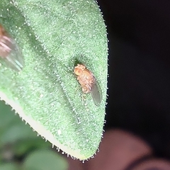 Drosophilinae