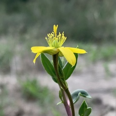 Talinum arnotii