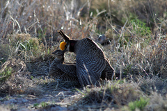 Tympanuchus pallidicinctus