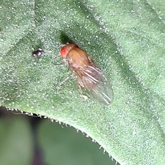 Drosophilinae