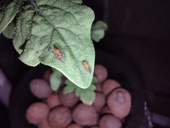 Drosophilinae