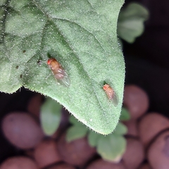 Drosophilinae