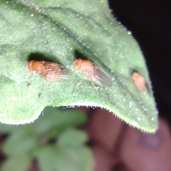 Drosophilinae