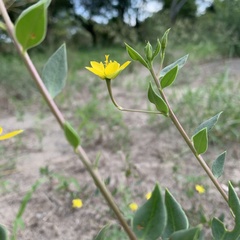 Talinum arnotii