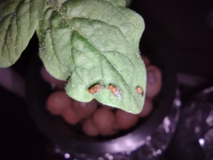 Drosophilinae