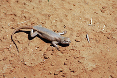 Sceloporus arenicolus