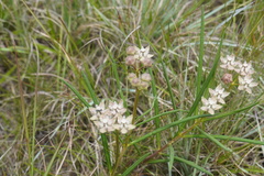 Asclepias cucullata cucullata