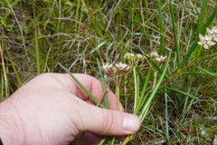 Asclepias cucullata cucullata