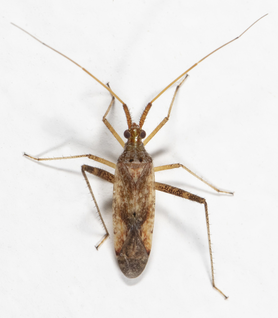 Phytocoris pallidicornis