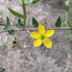Talinum arnotii