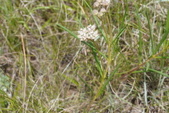 Asclepias cucullata cucullata
