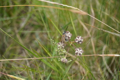Asclepias cucullata cucullata