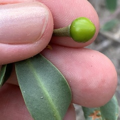 Talinum arnotii