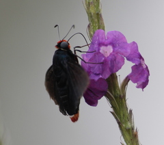 Pyrrhopyge phidias