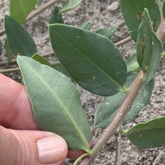 Talinum arnotii