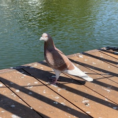 Columba livia domestica