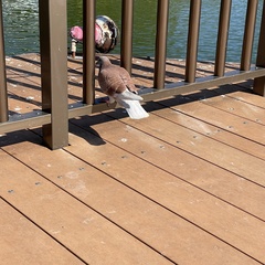Columba livia domestica
